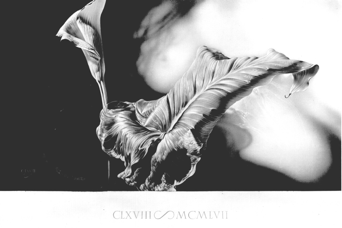Calla