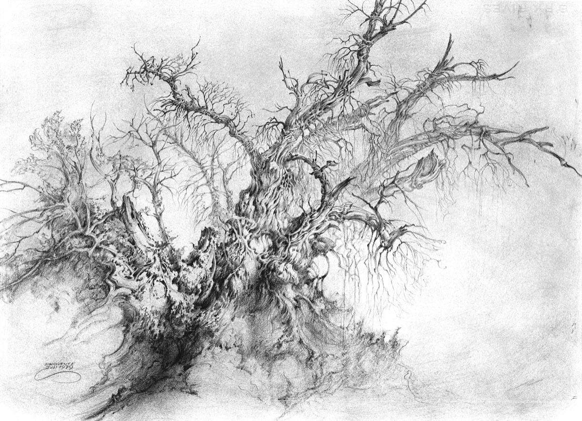 Dead Oak in the Luberon