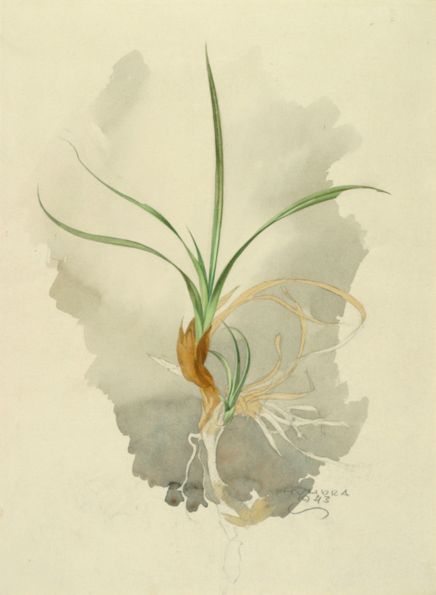 Grass in the Tundra