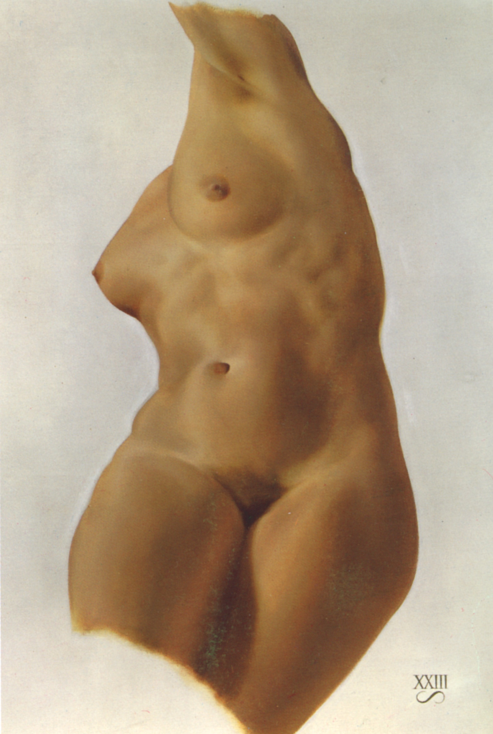 Torso Lilly
