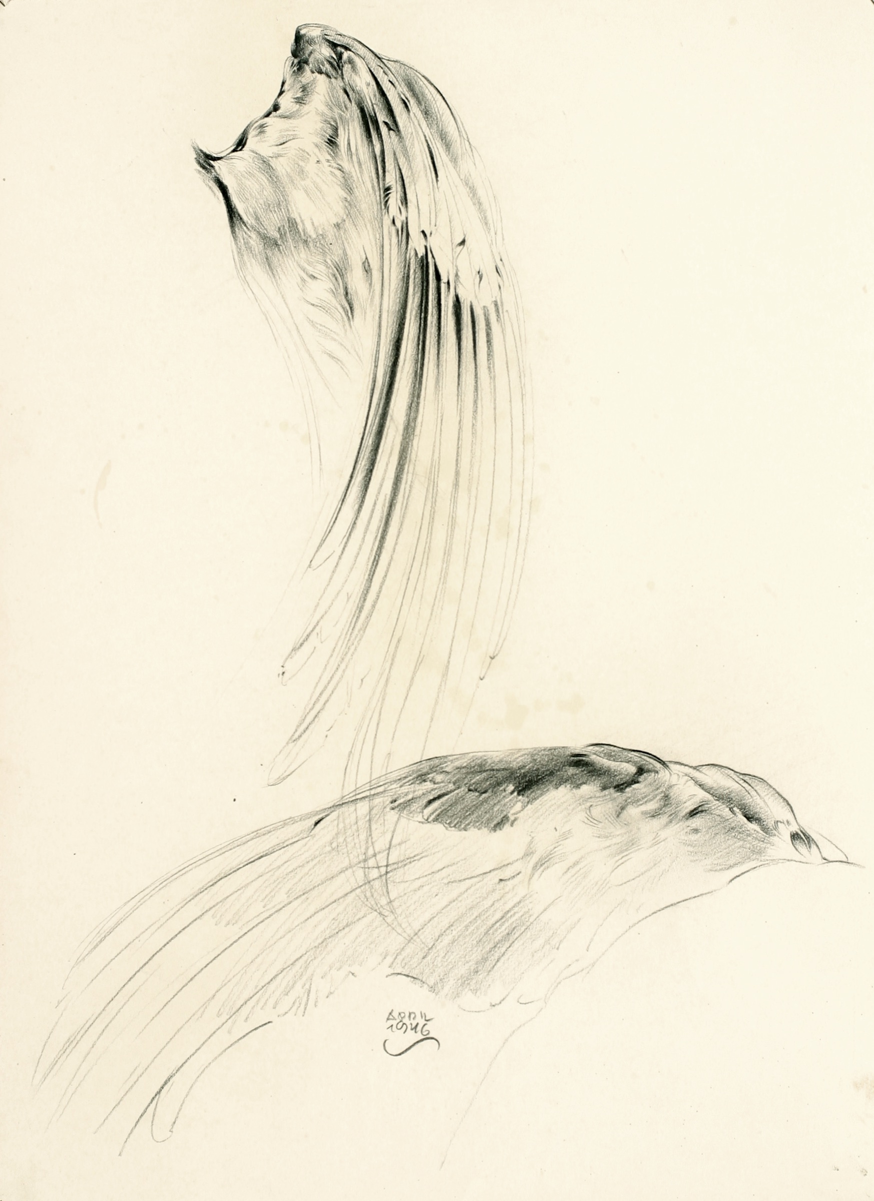 Gefieder, Vogel