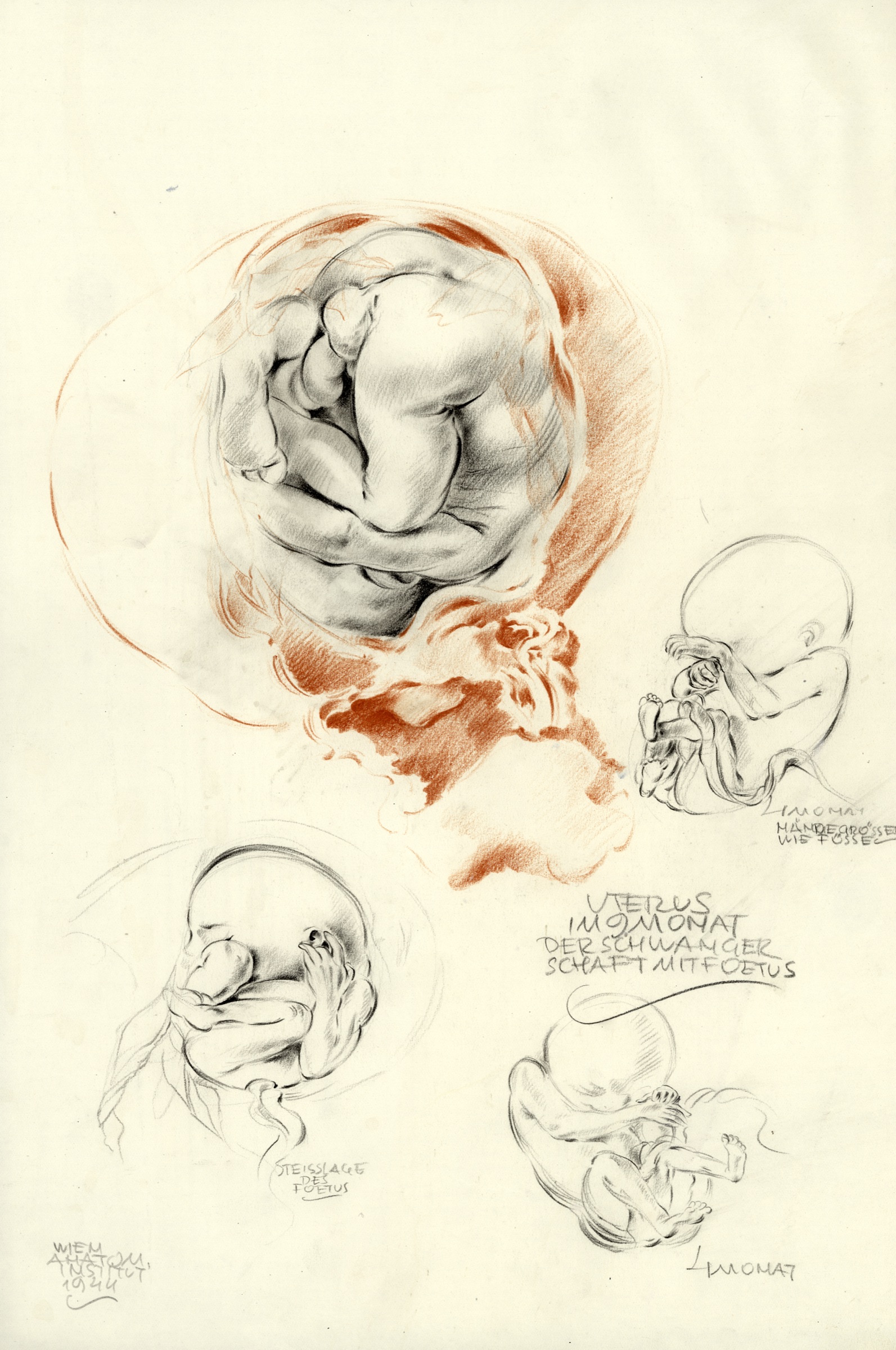 Embryop, 4 Studienskizzen