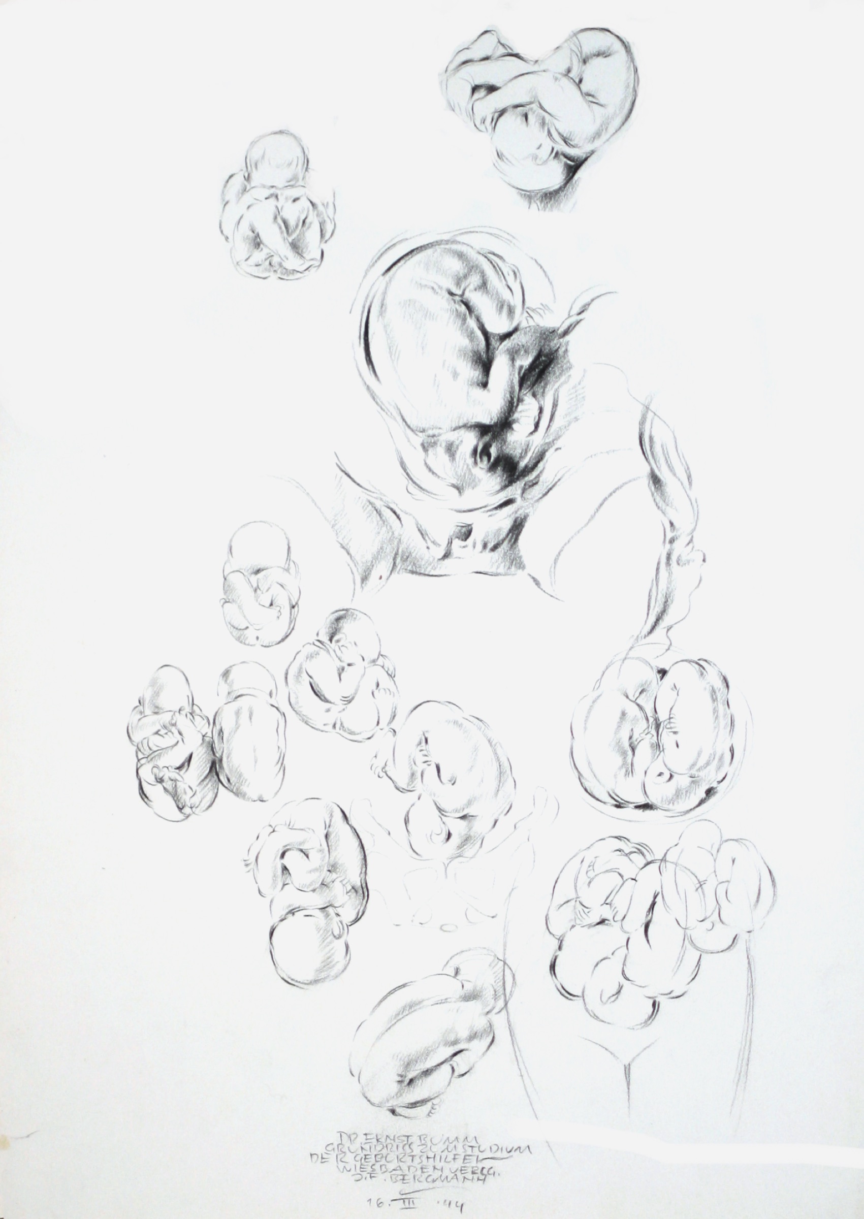 Embryos, Studienszizzen