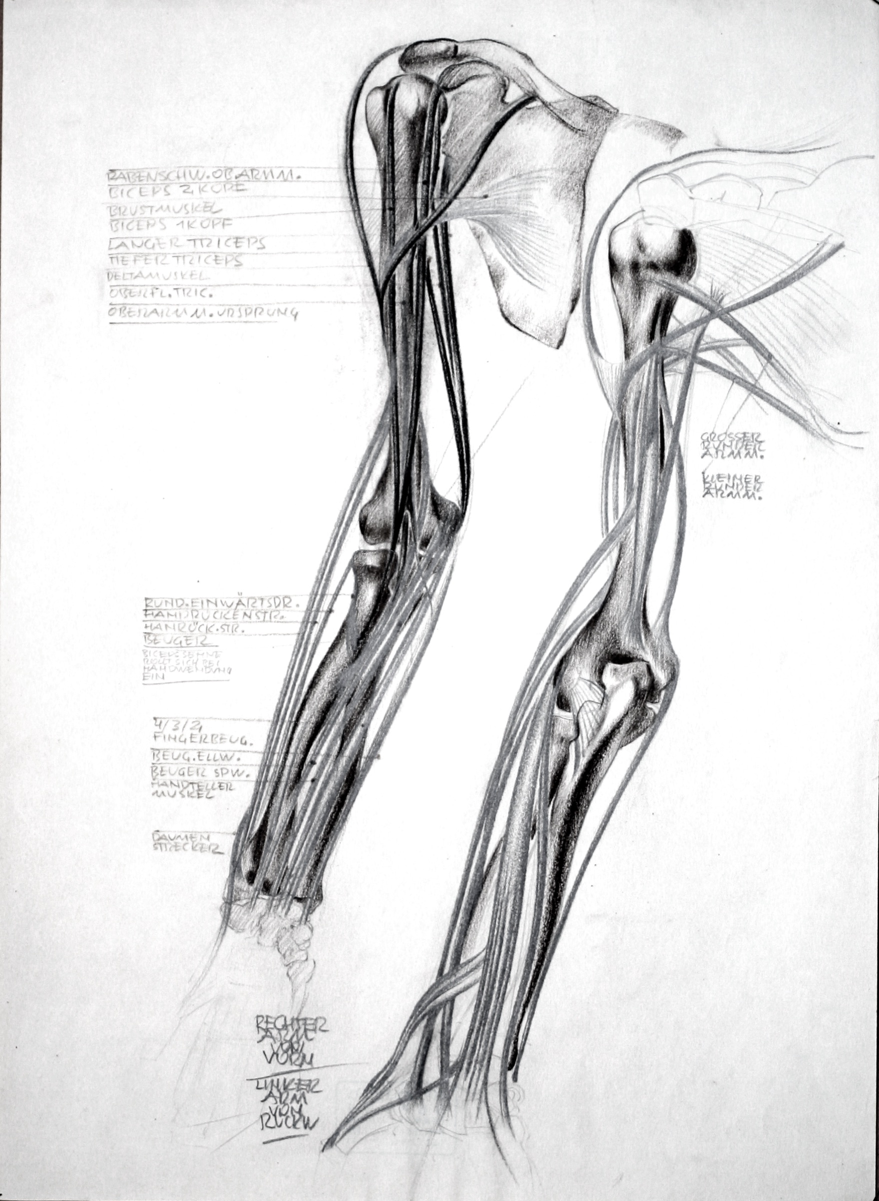 Anatomische Studien: menschlicher Arm, 2