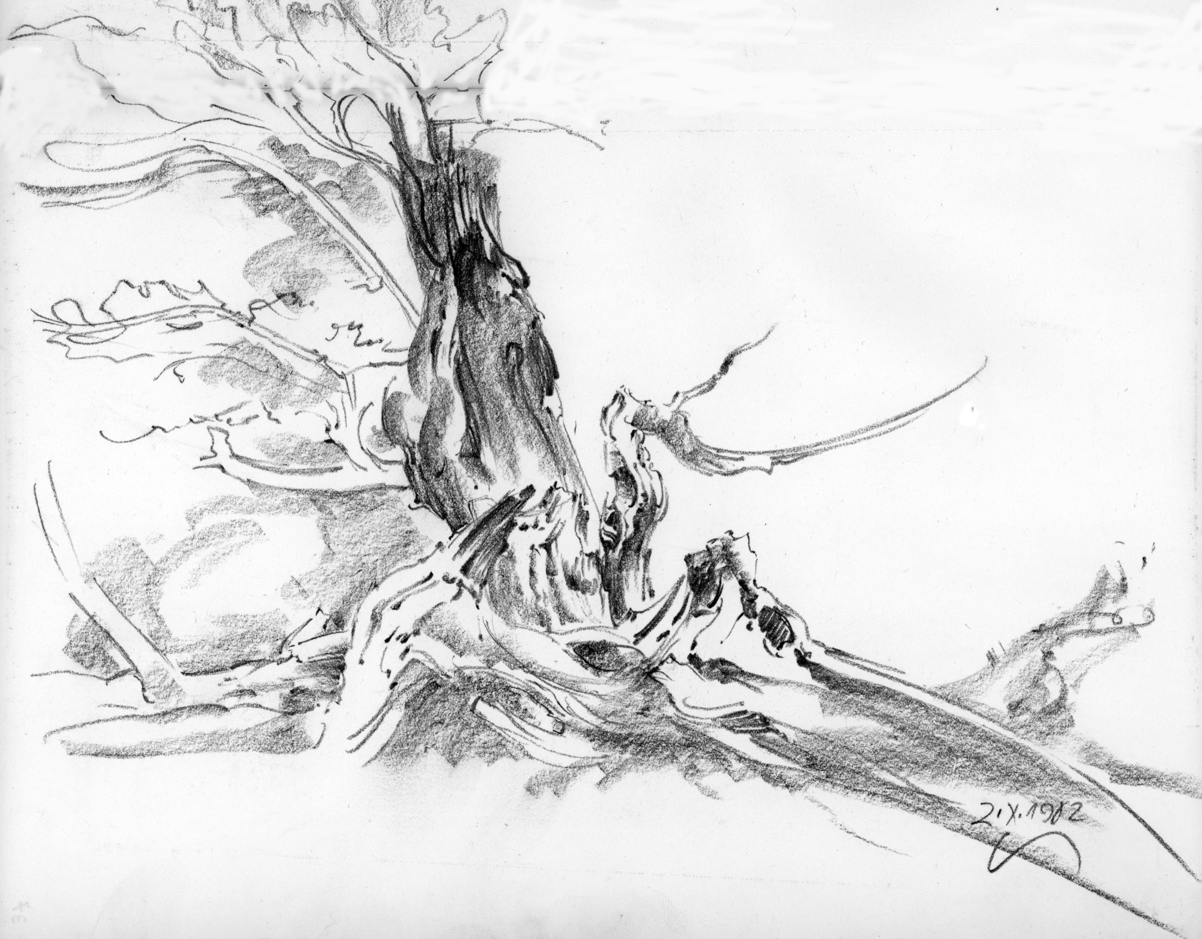 Saraburg, Baumleiche, 1