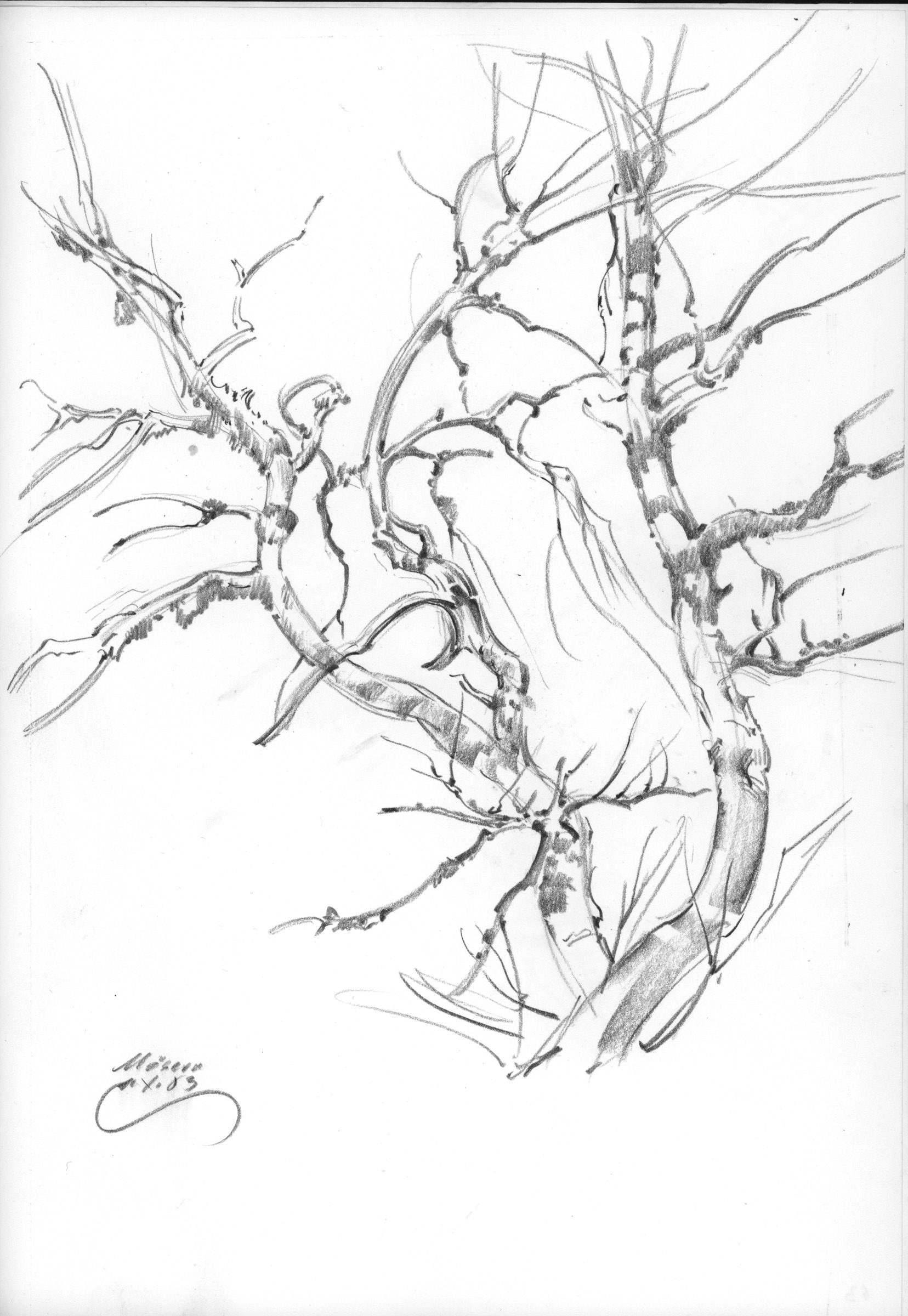 Mösern, Bare Tree