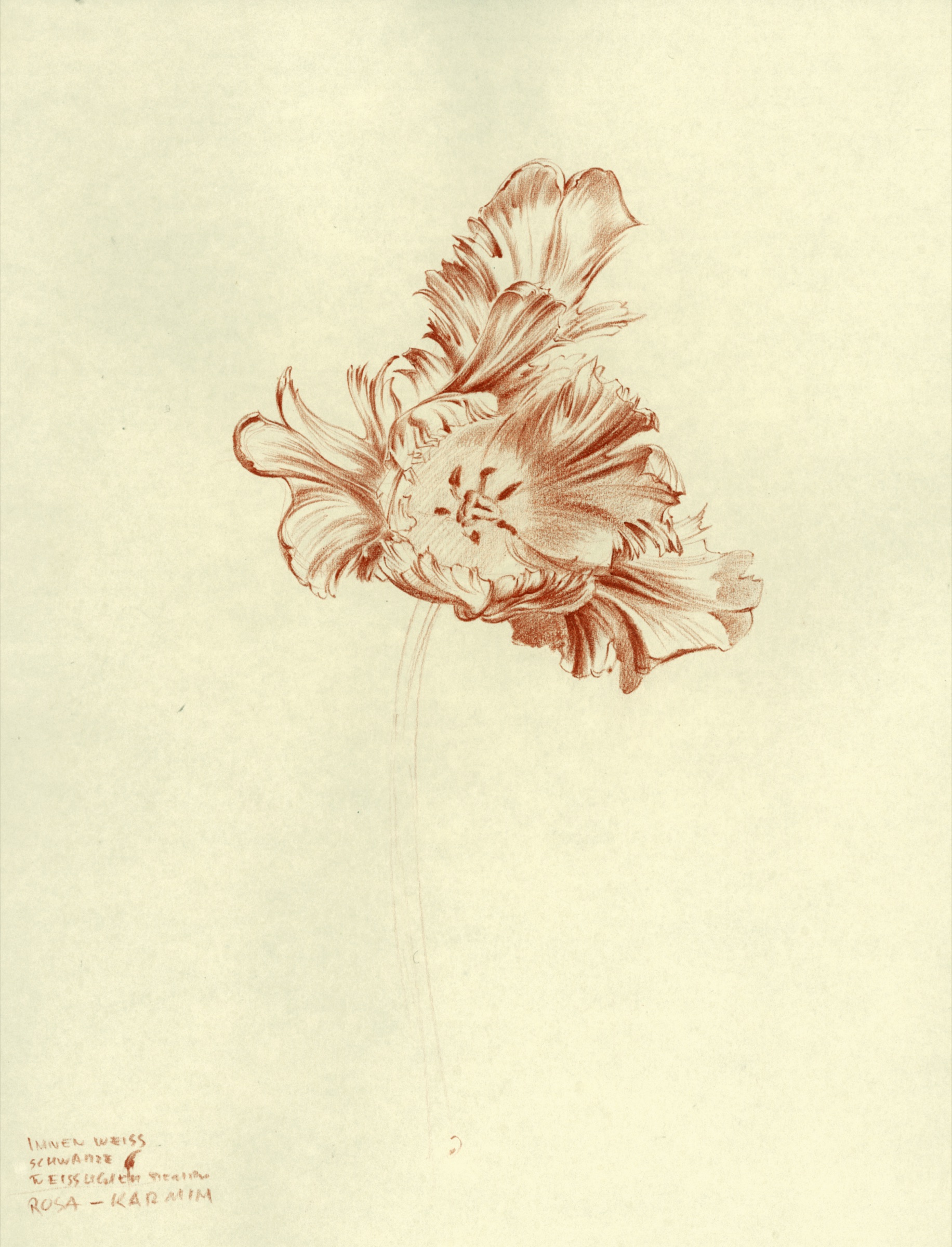 Blüte