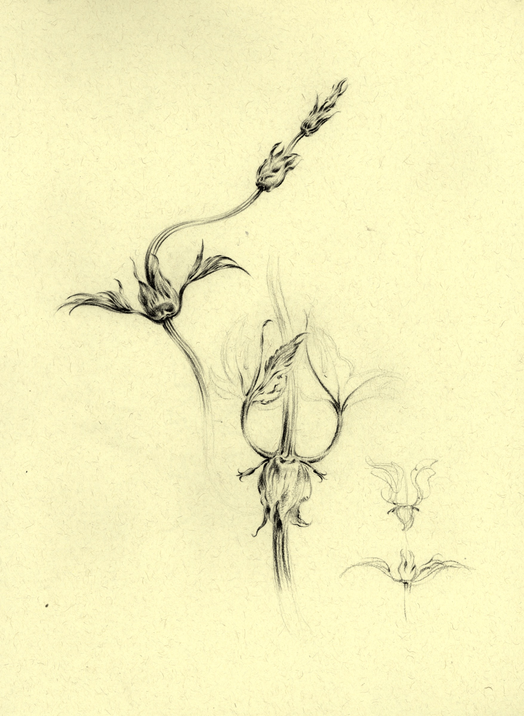 Glockenblume
