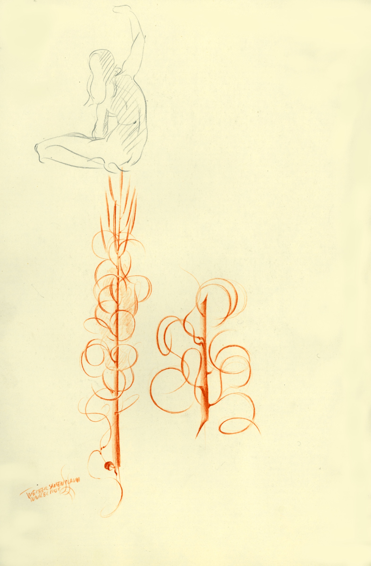 Samenflaum