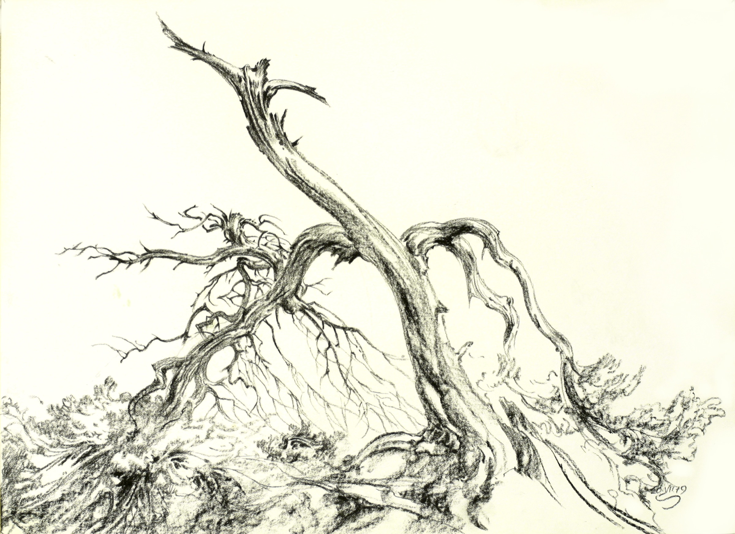 Nadelbaum, abgebrochener Ast