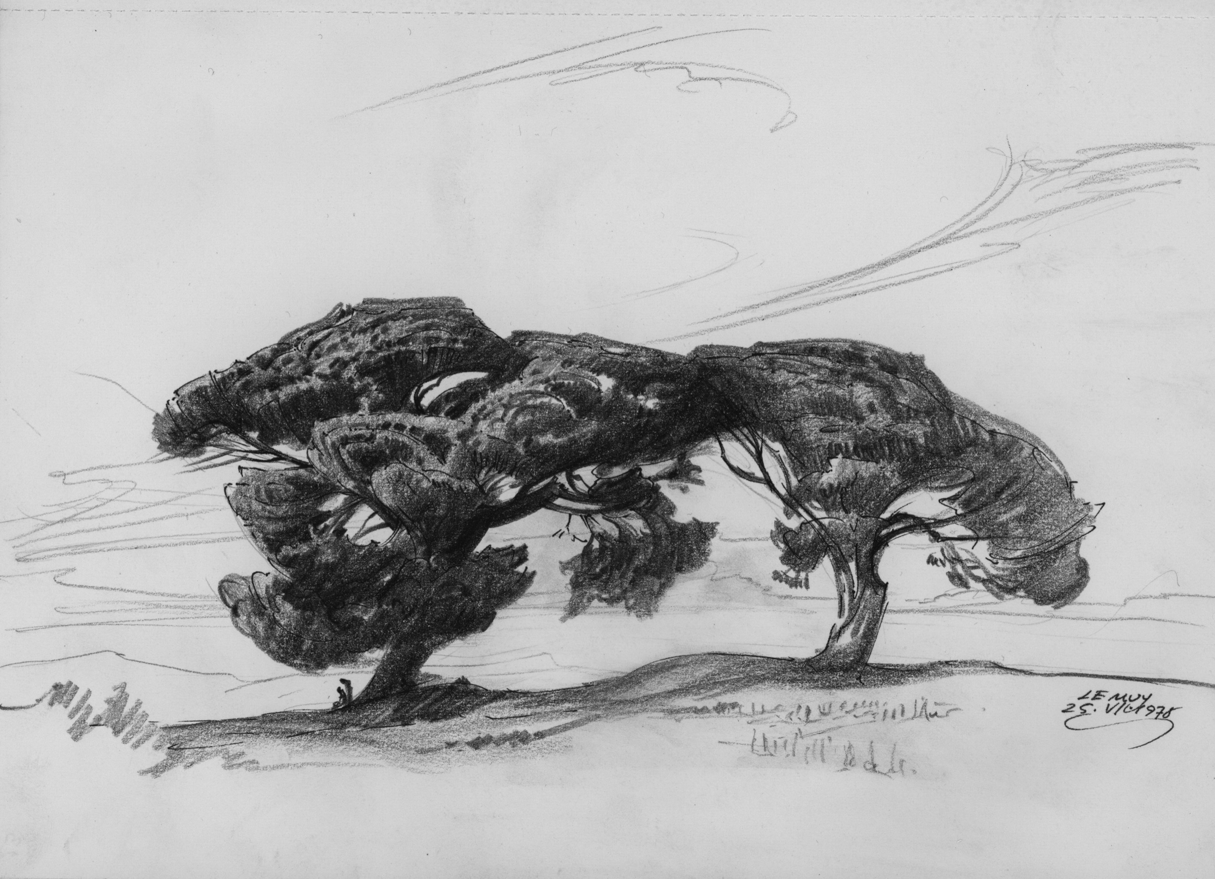Trees near Le Muy