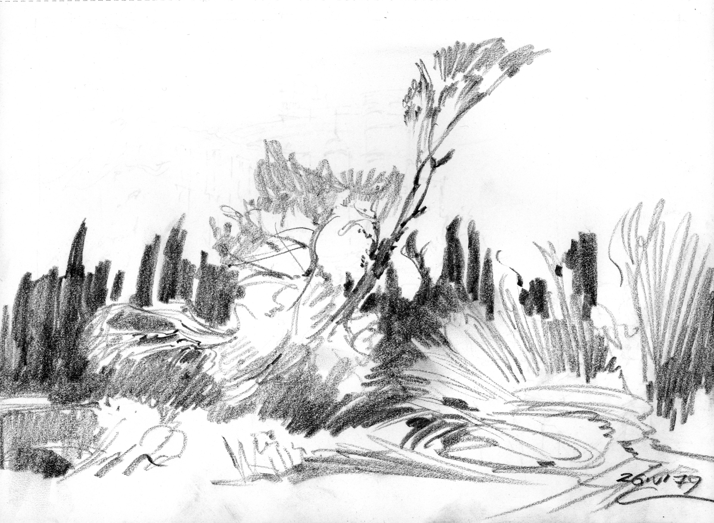 Bushes and Small Trees