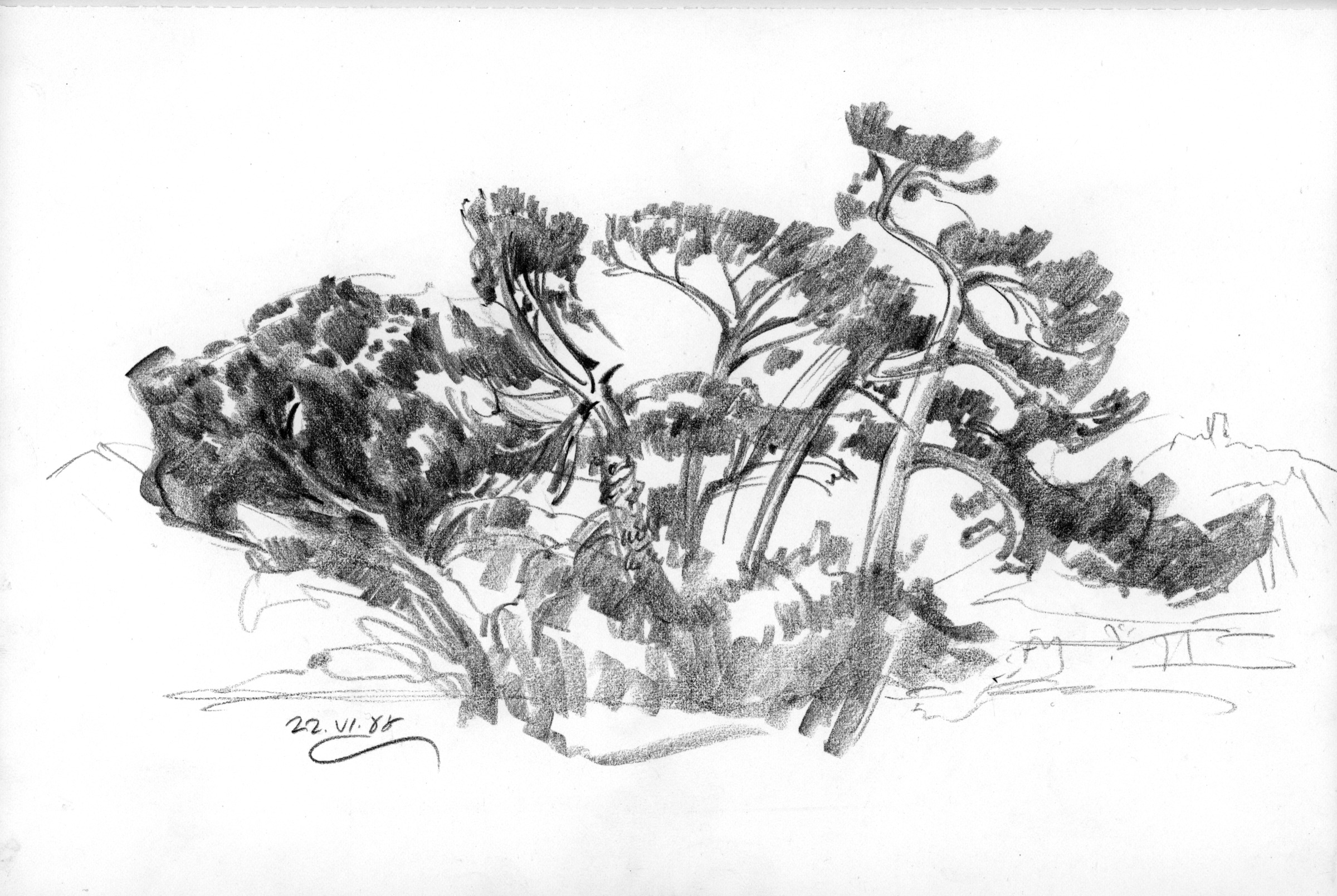 Group of Pines near Seguret