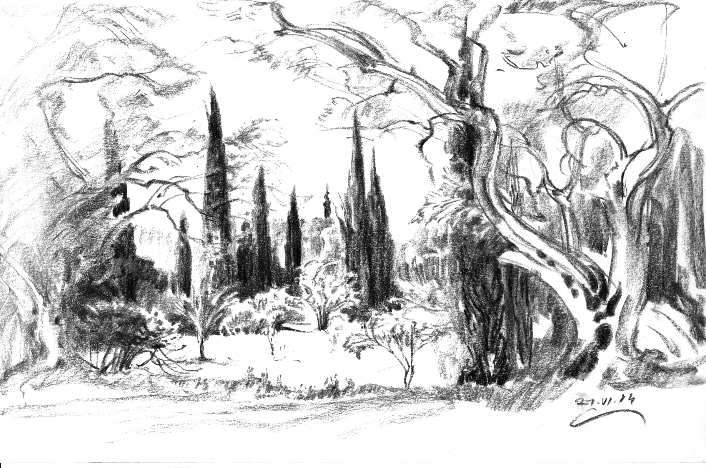 Cypresses and Olive Trees