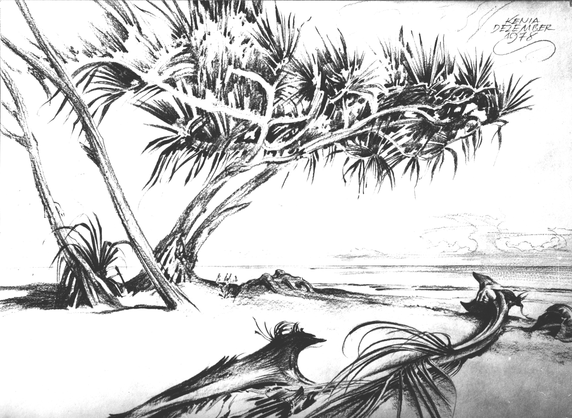 Tree on the Beach