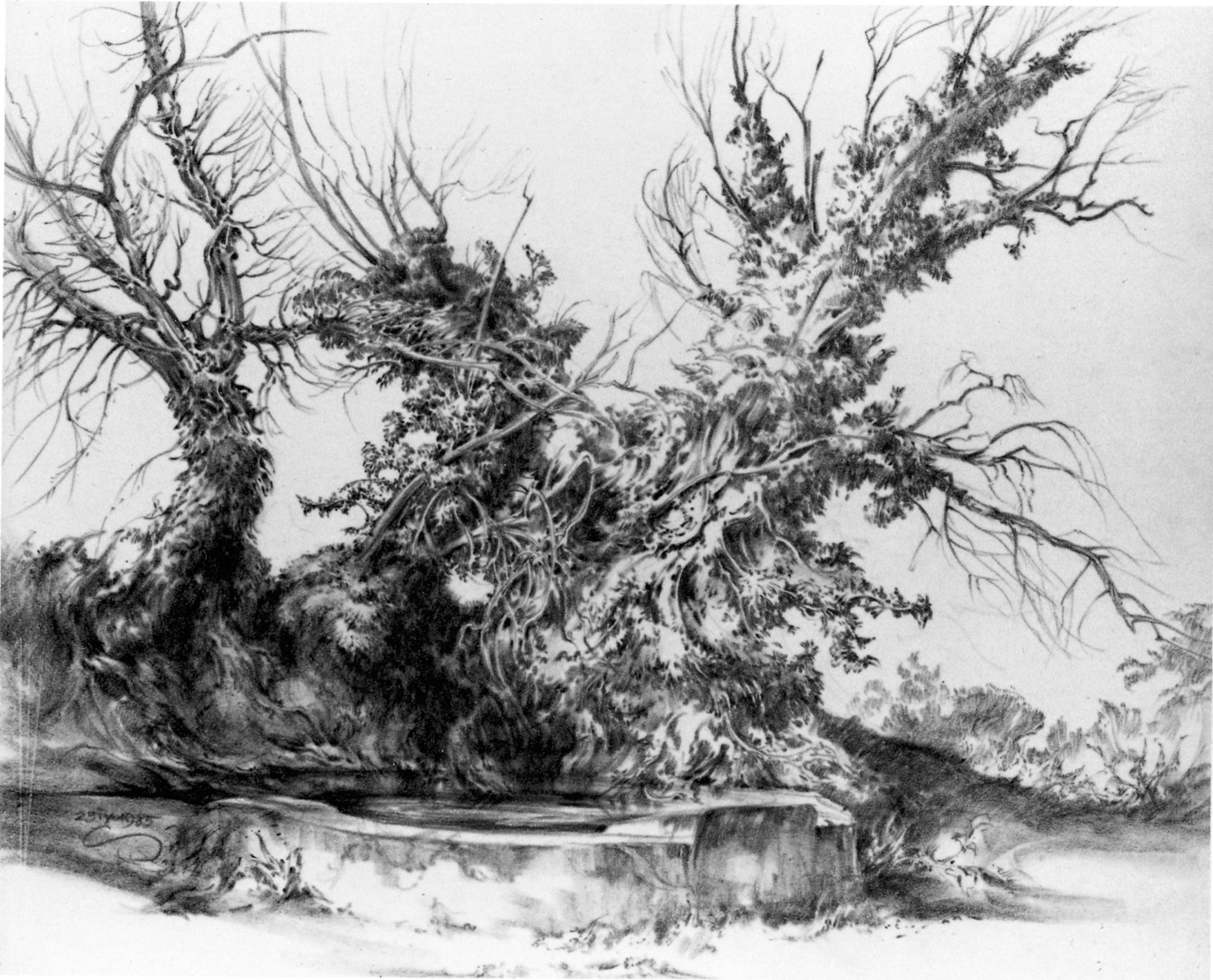 Brushwood at the Fountain near Saplet