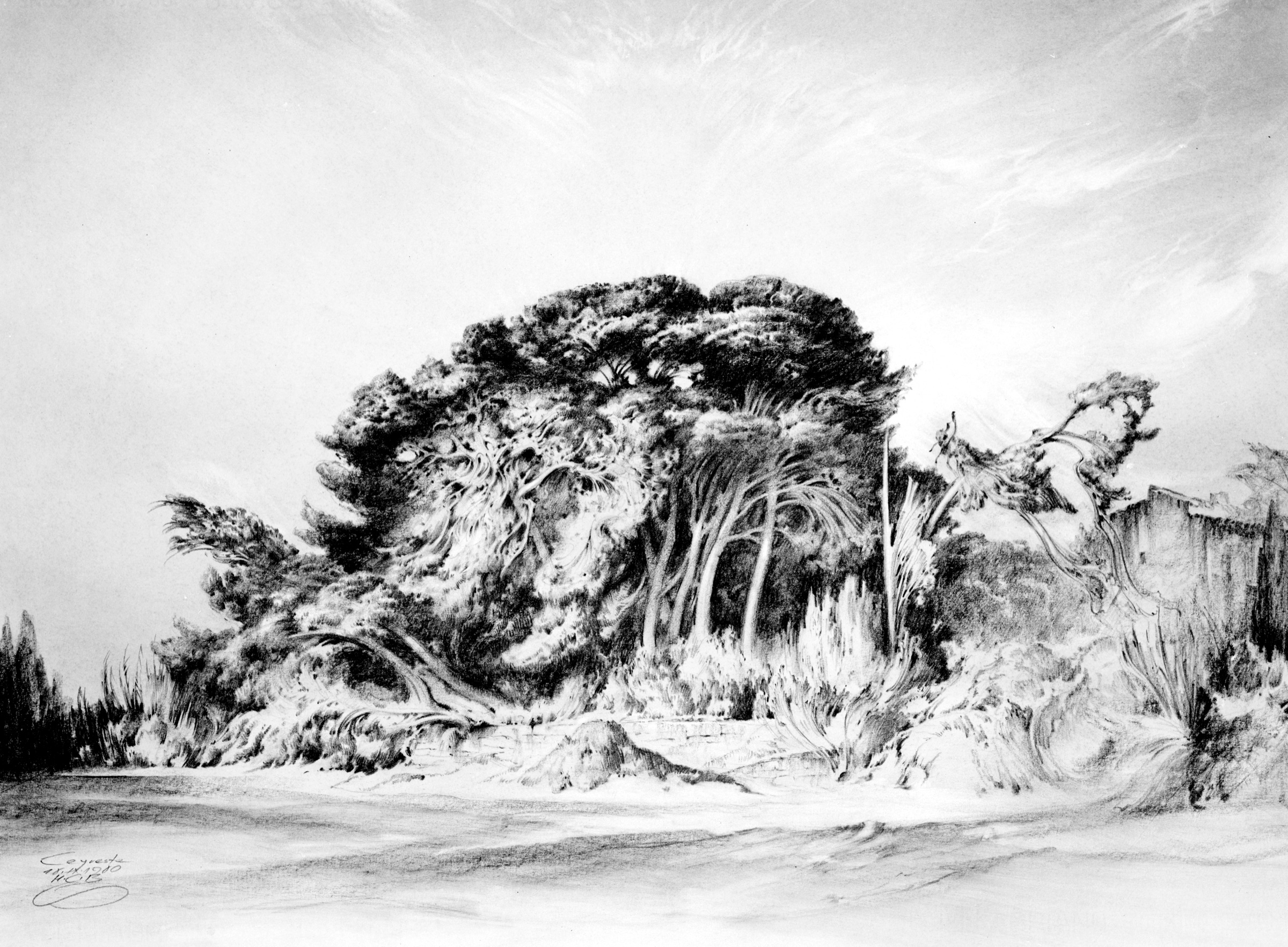 Group of Trees near Ceyreste