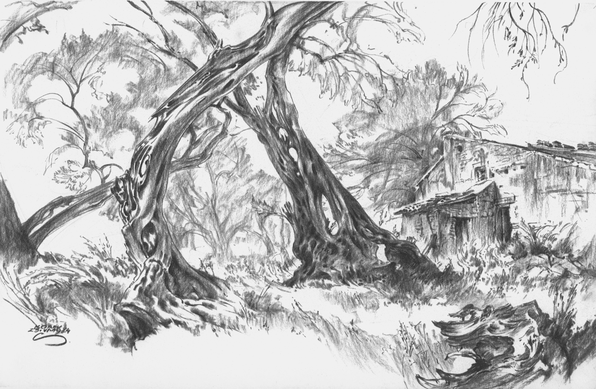 Olive Trees and Hut