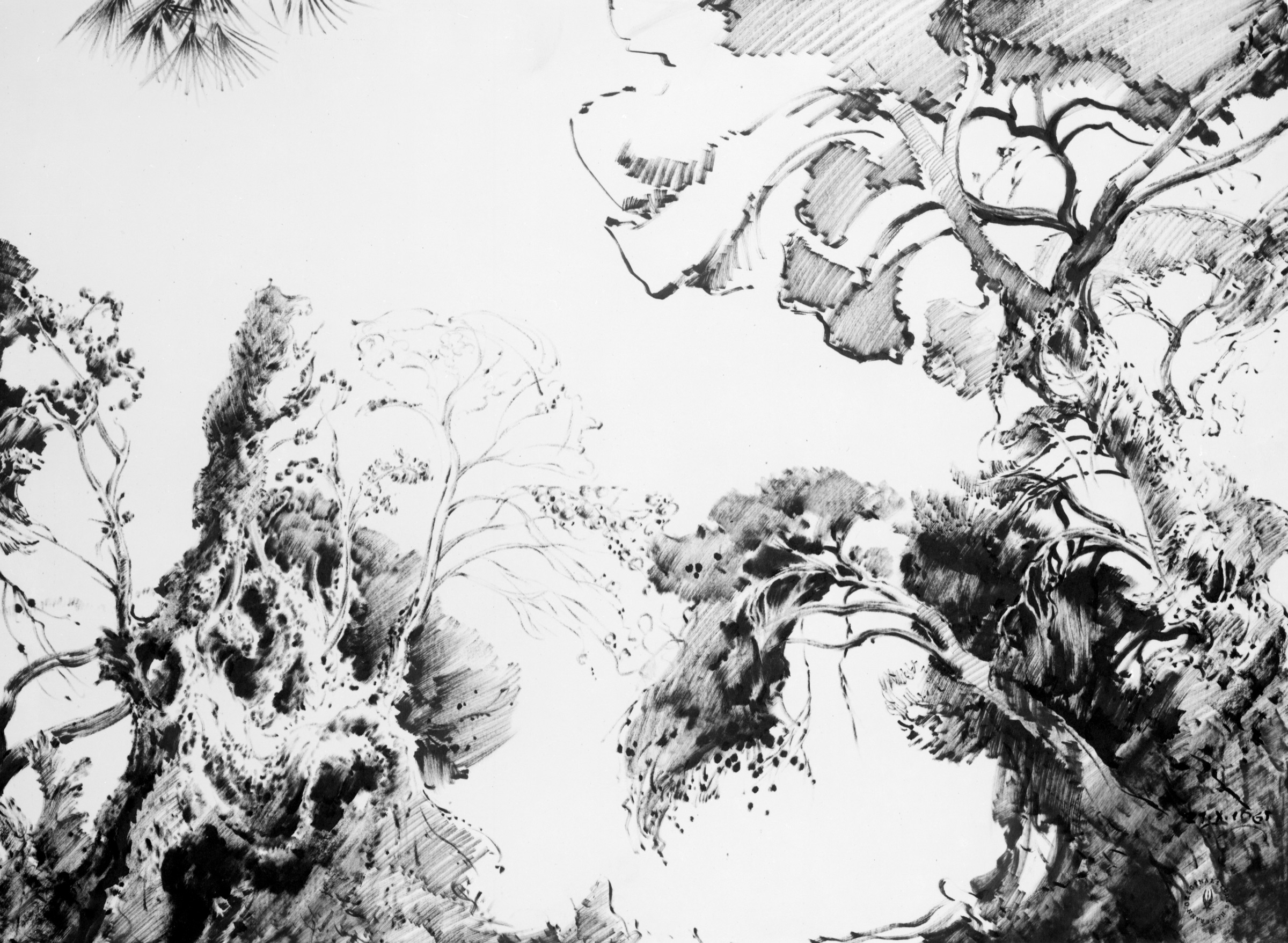 Tree Study on the Gulf of Corinth