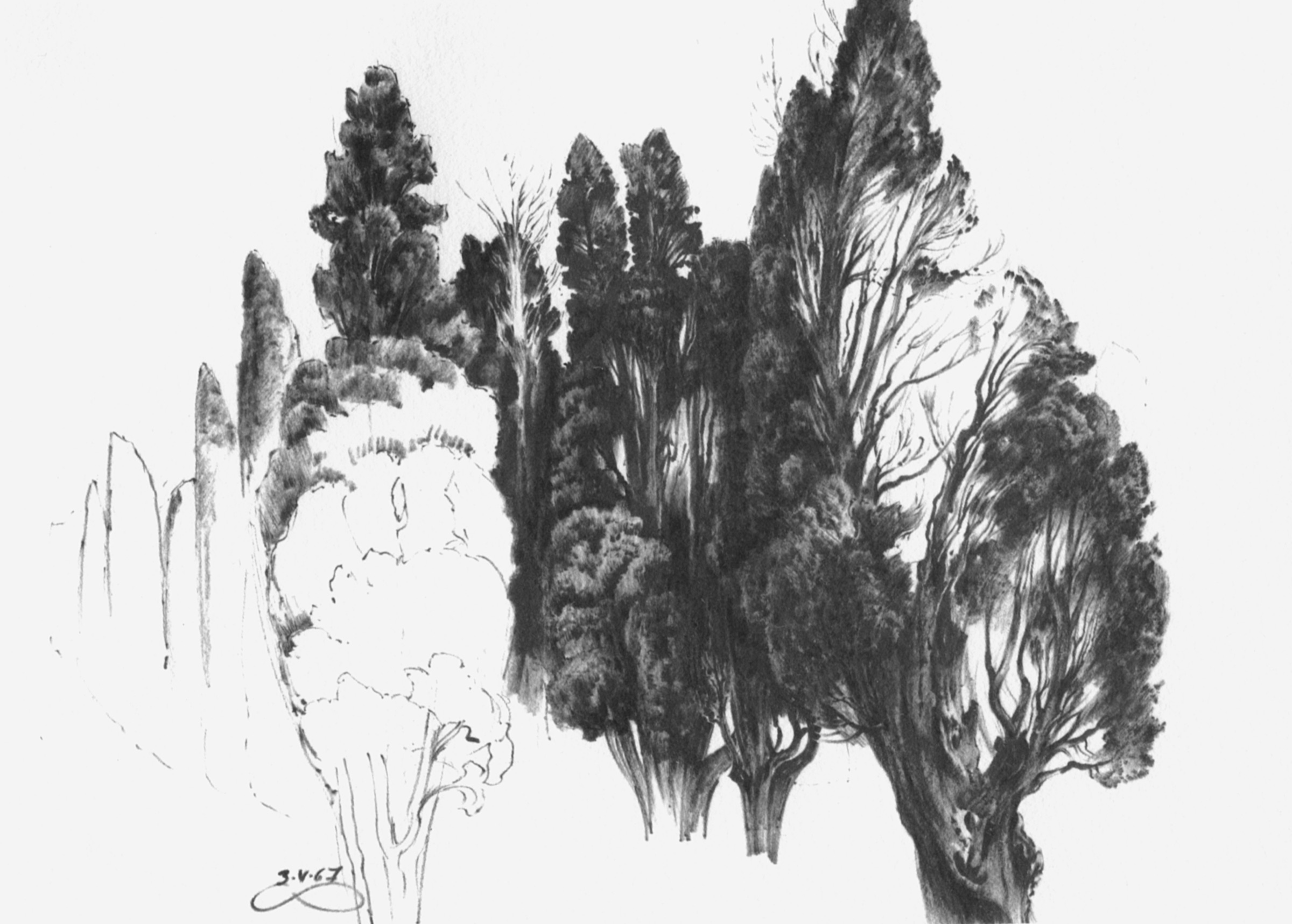 Cypresses near Abano