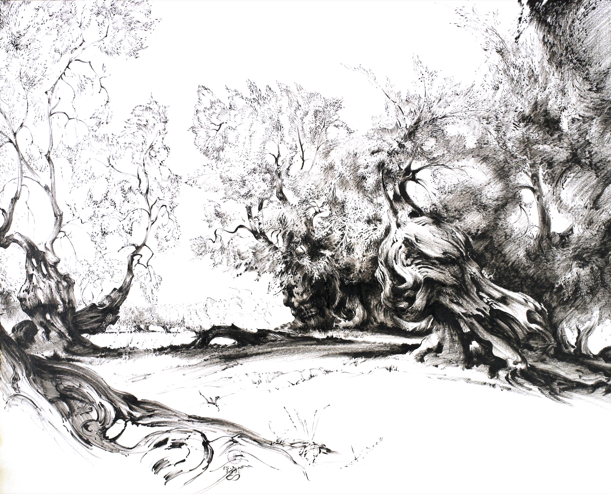 Olive Grove on the Gargano Peninsula
