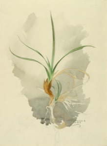 Grass in the Tundra