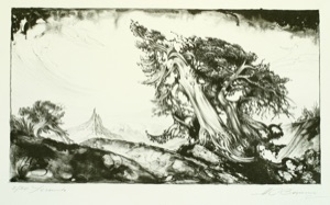 Yosemity National Park, Wetterbaum 1