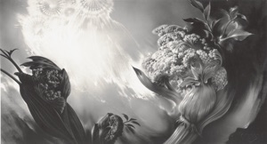 Kümmelblüten