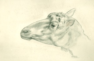 Schaf