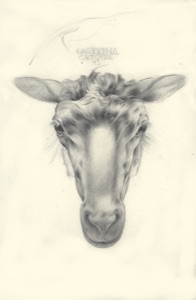 Kalb