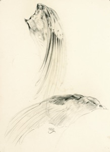 Gefieder, Vogel
