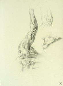 Back-Shoulder-Arm Study