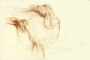 Shoulder and Back, 2 Study Sketches