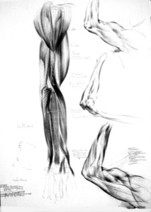 Anatomische Studien:  menschlicher Arm , 1