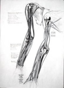 Anatomische Studien: menschlicher Arm, 2