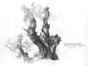 Oaks near Landeck