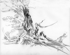Saraburg, Baumleiche, 1