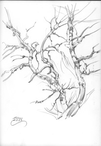 Mösern, Bare Tree