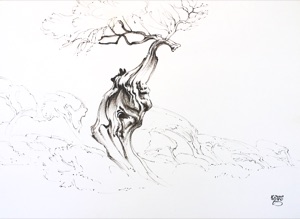 Baumstudie Krüppelbaum