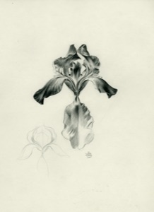 Blüte