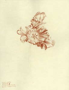 Blüte
