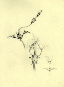 Glockenblume