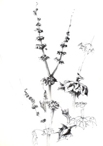 Pflanzentriebe