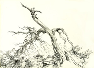 Nadelbaum, abgebrochener Ast