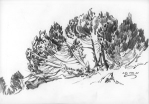 Group of Trees on the Luzkmanier Pass