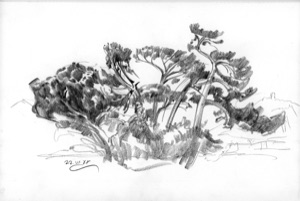 Group of Pines near Seguret