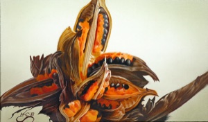 Sororoca Fruit, Study