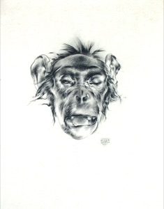 Portrait of a Monkey