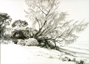 Tree on the Beach