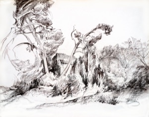 Baumgruppe, Provence